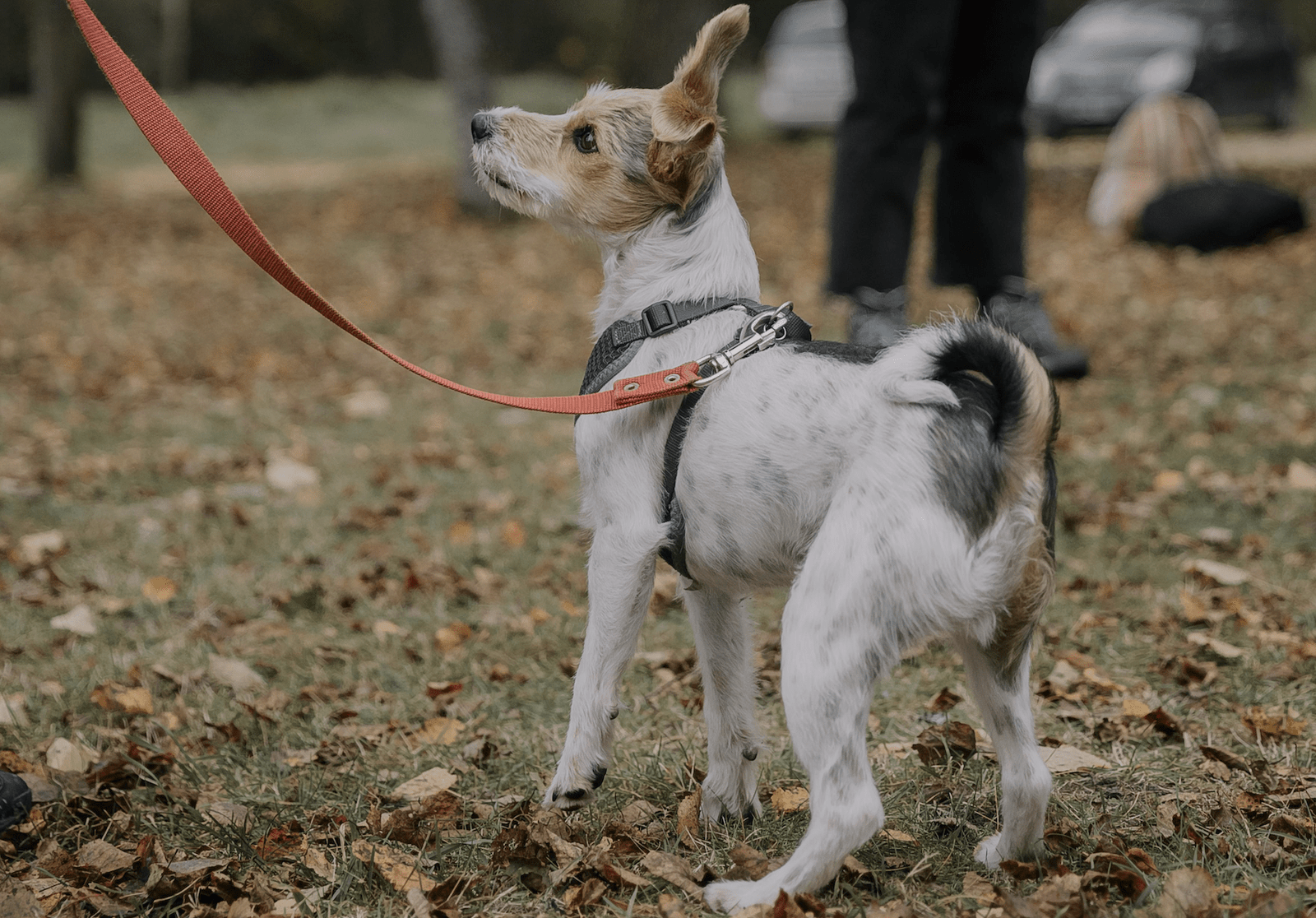 chien-en-séance-de-suivi