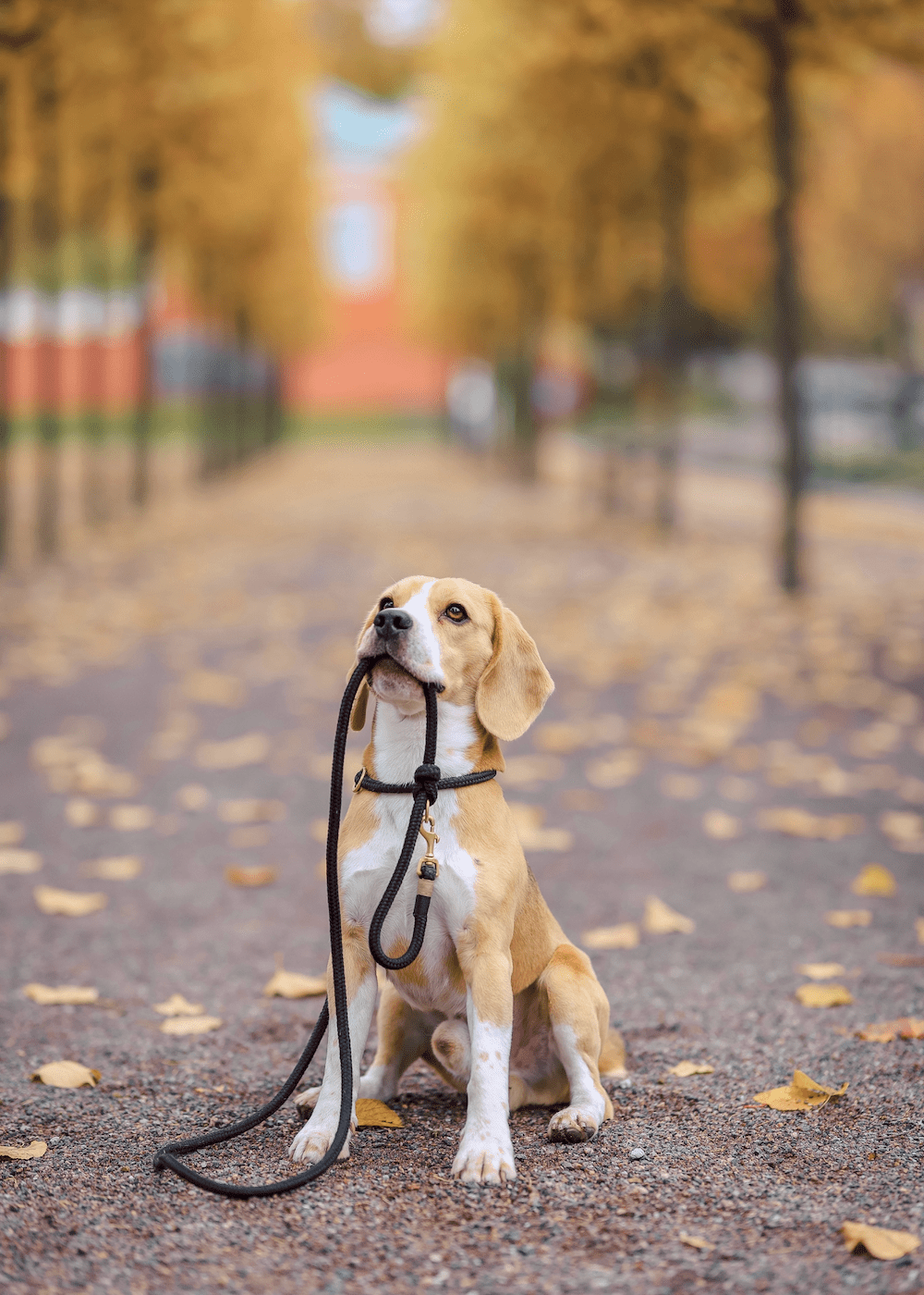 chien-en-balade-proche-de-chez-lui