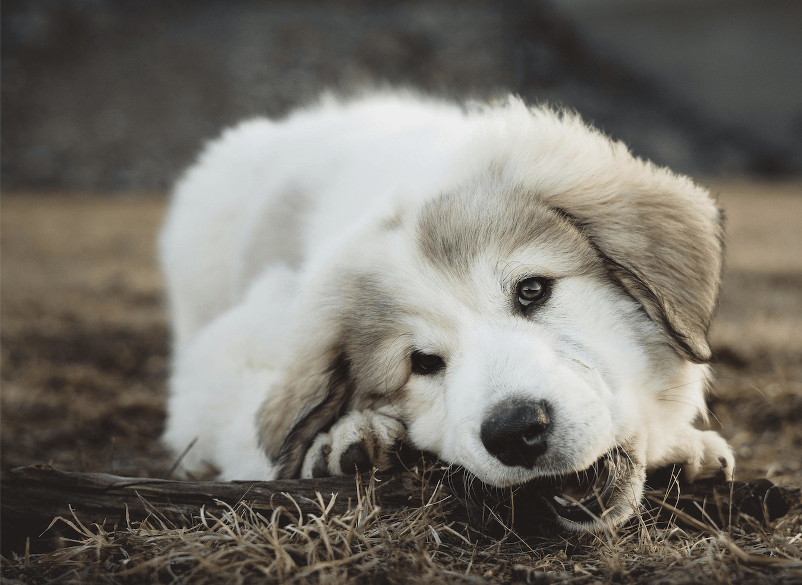 accompagnement-adoption-chien-chiot