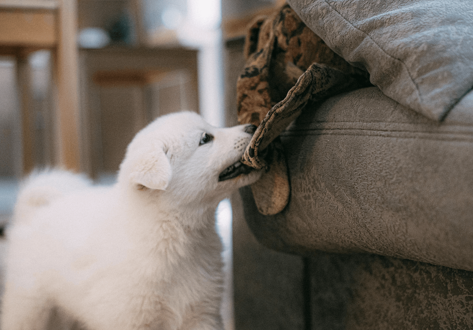 chiot-qui-vient-d-arriver-à-la-maison