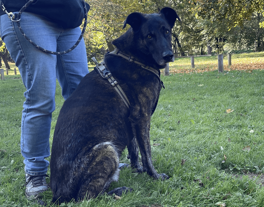 chien-en-séance-de-rééducation